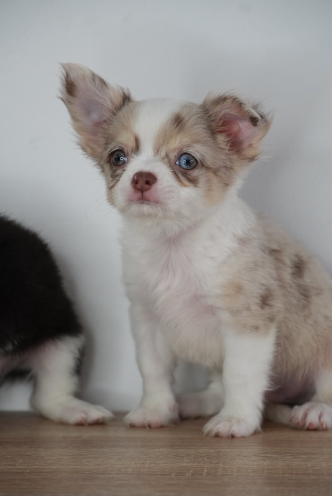 Chihuahua Choco Merle