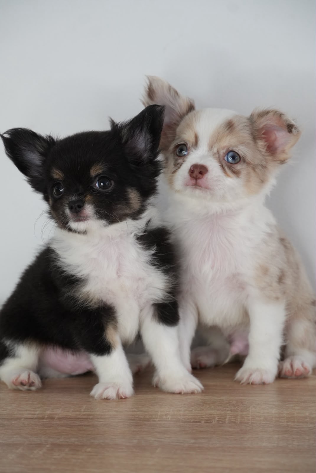 Chihuahua Choco Merle