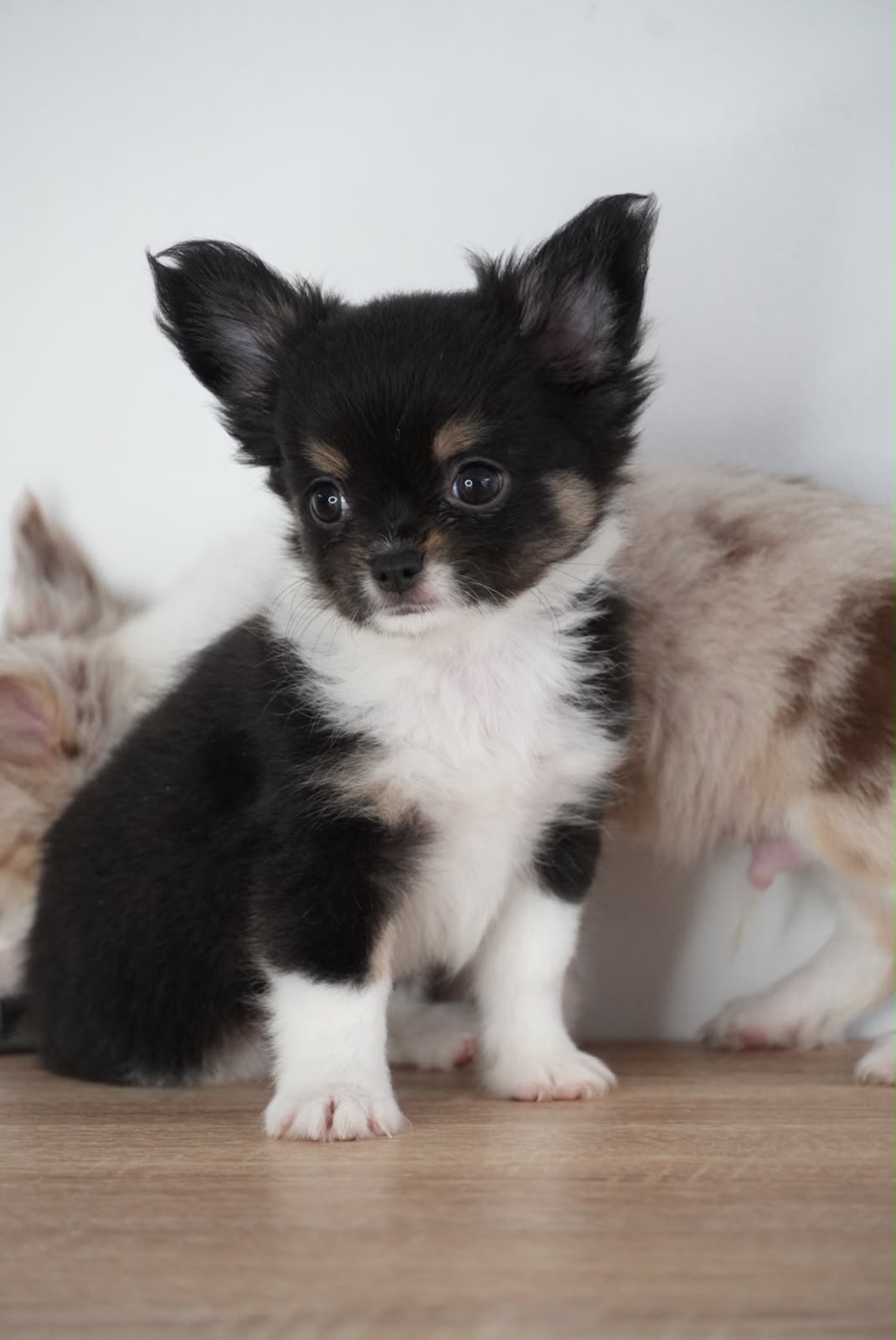 Chihuahua Black And Tan