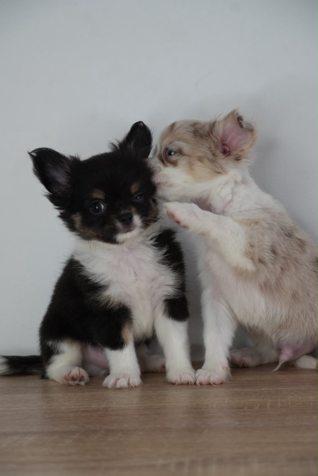 Chihuahua Black And Tan