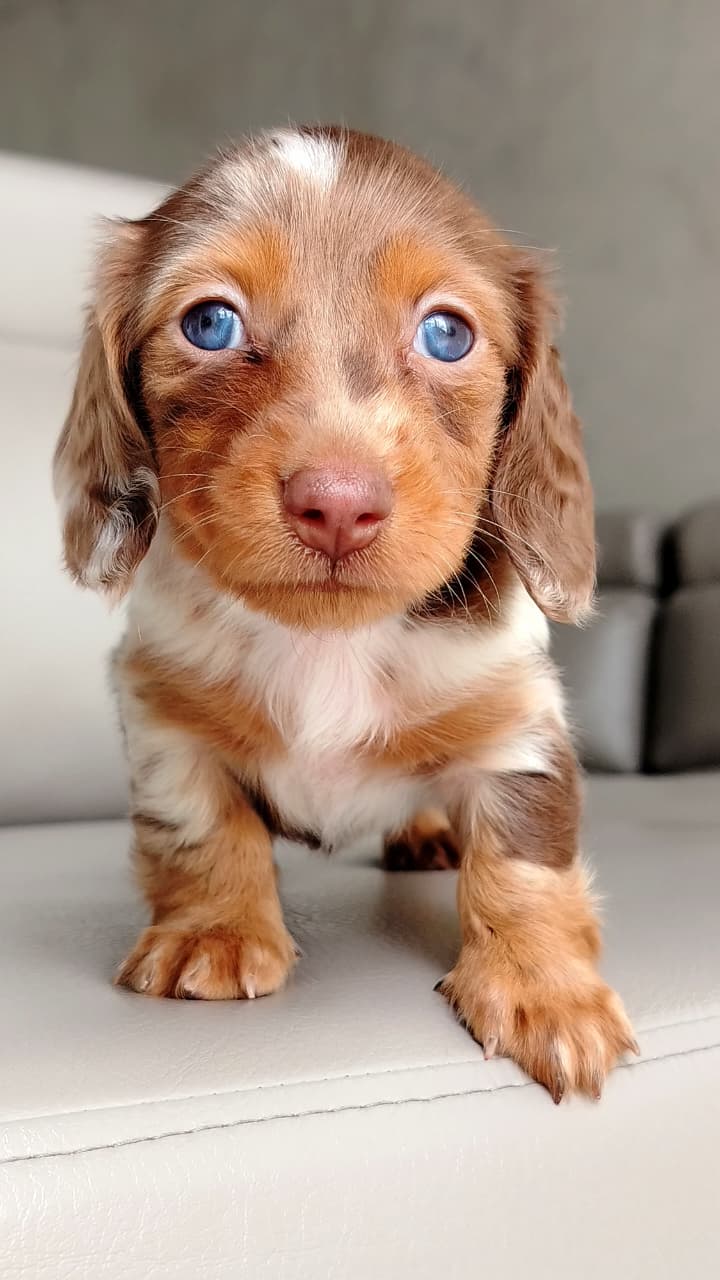 Hembrita Choco Merle