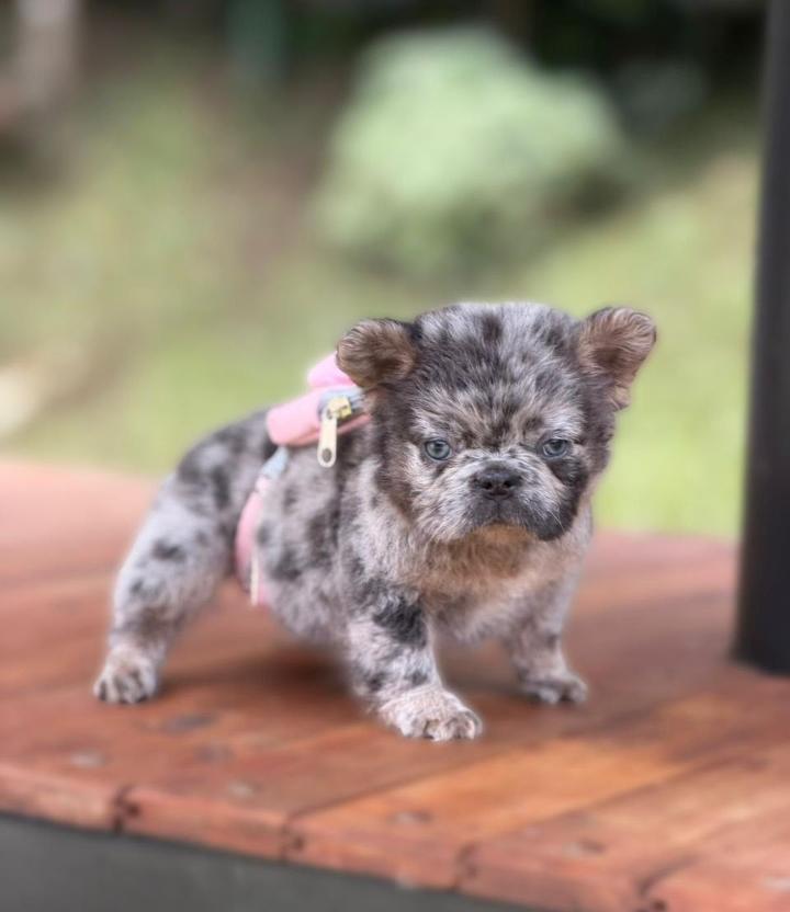 Hembra Flufy Lilac Merle Ant Tan