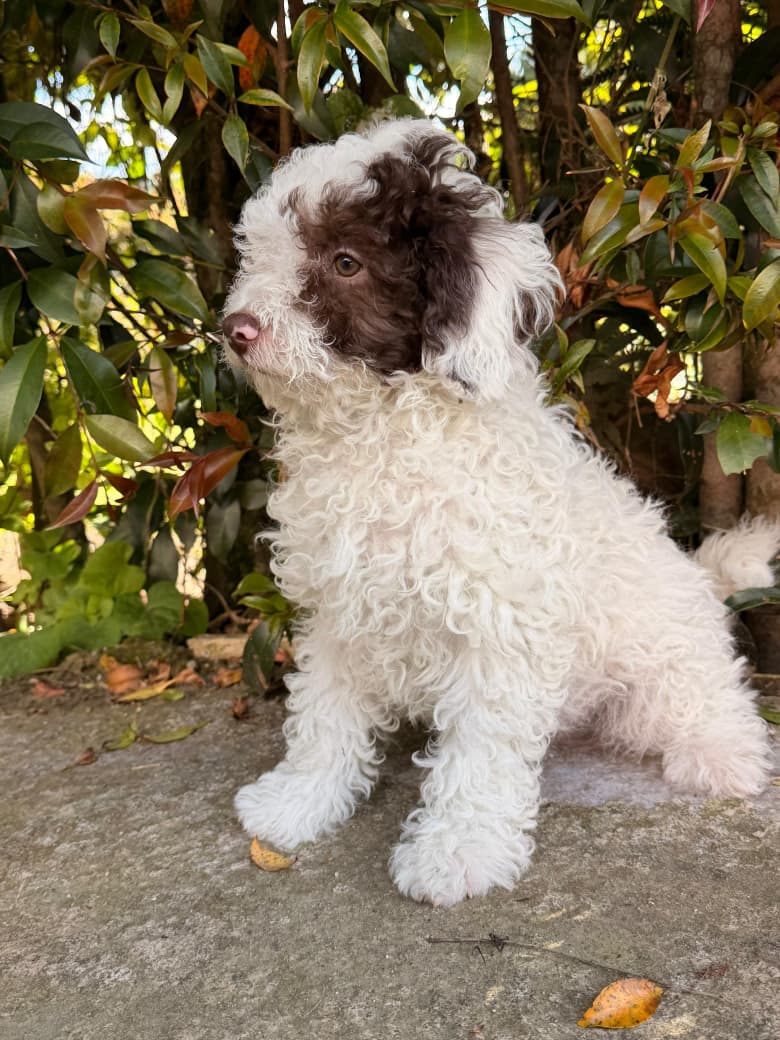 Machito Perro De Agua Español