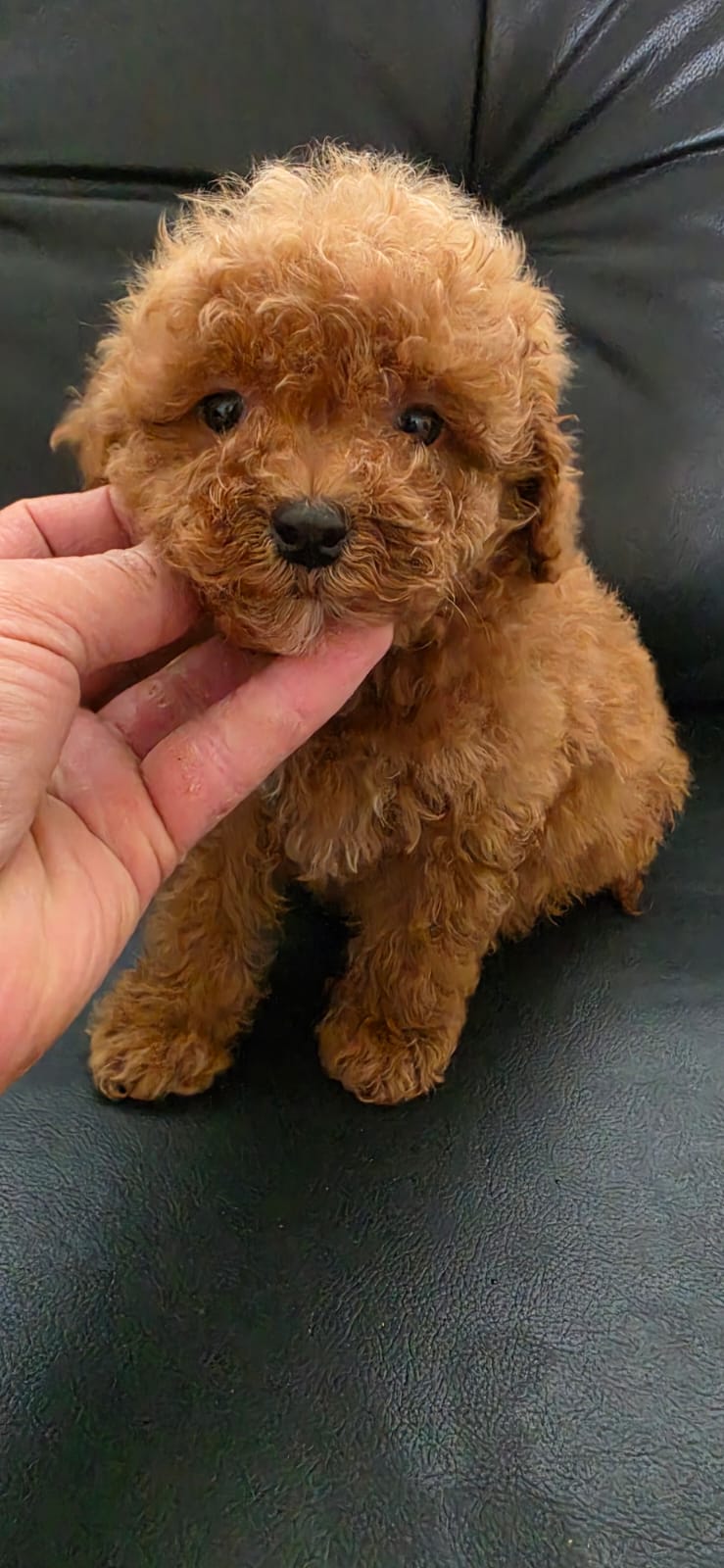 Caniche Rojo