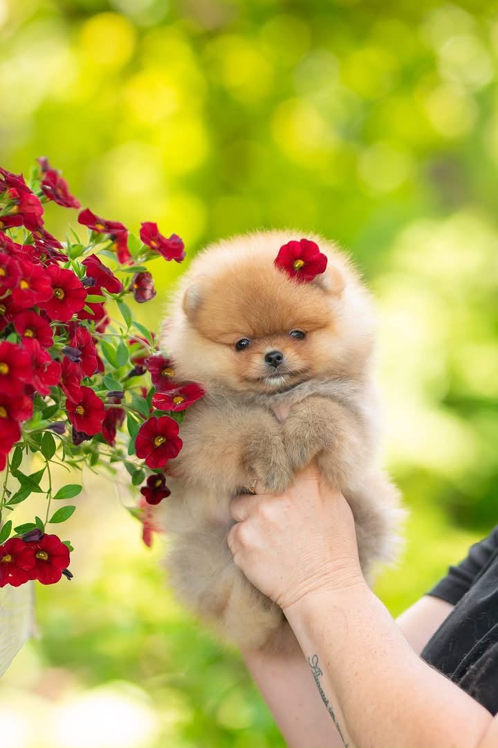 Pomerania Crema