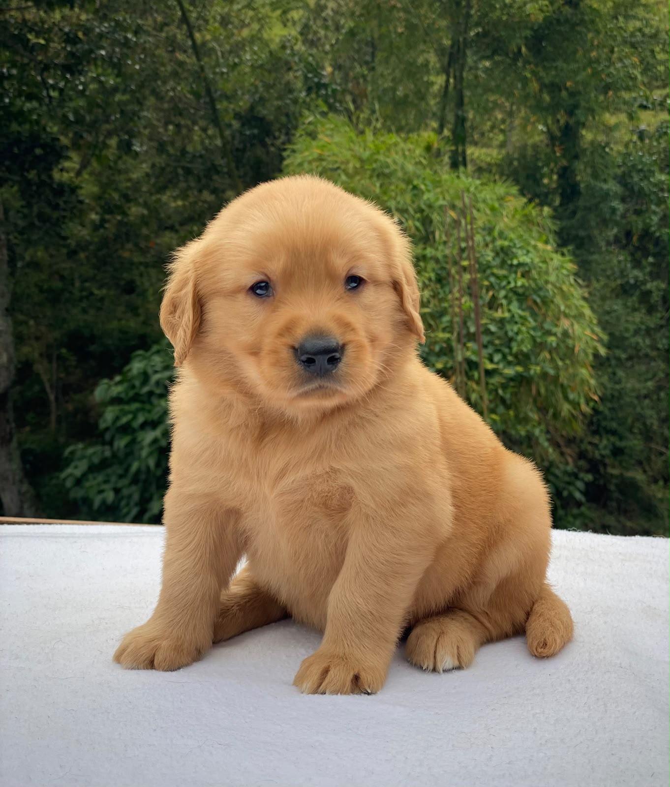 Golden Clásico