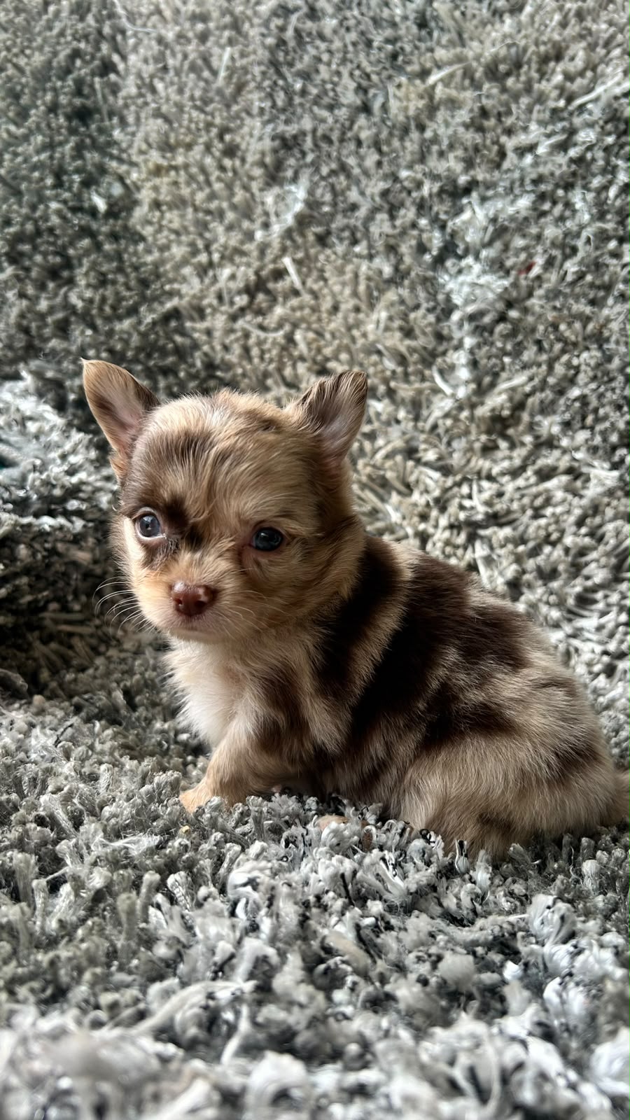 Machito Chocolate Merle PL