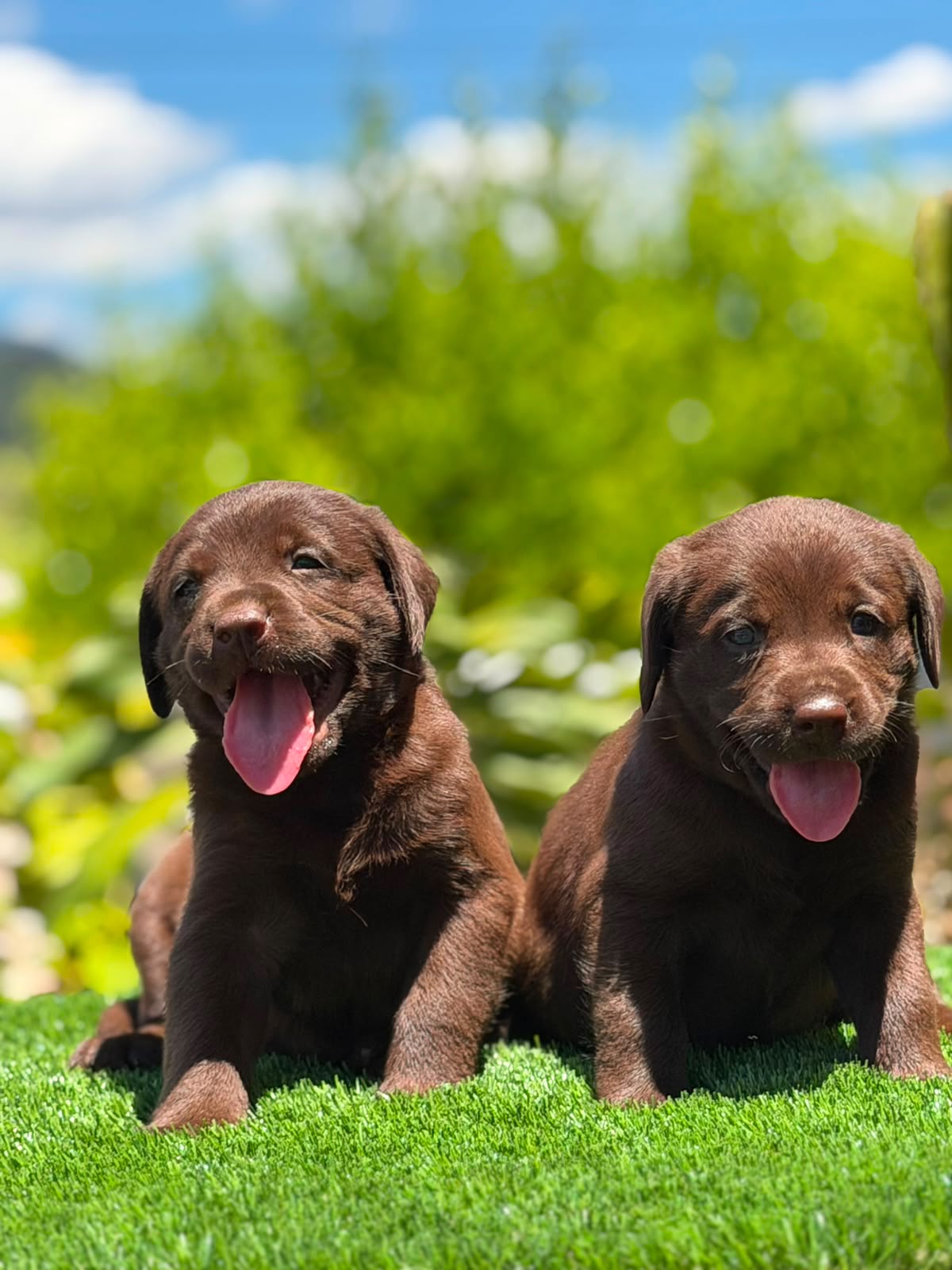 LABRADOR CHOCOLATE