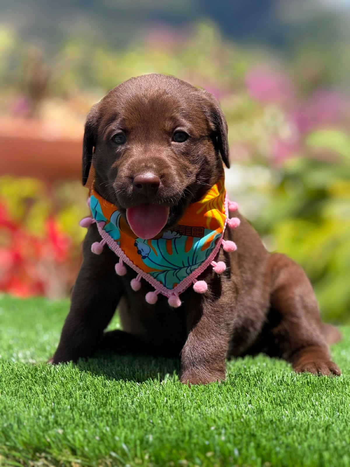 Labrador Chocolate