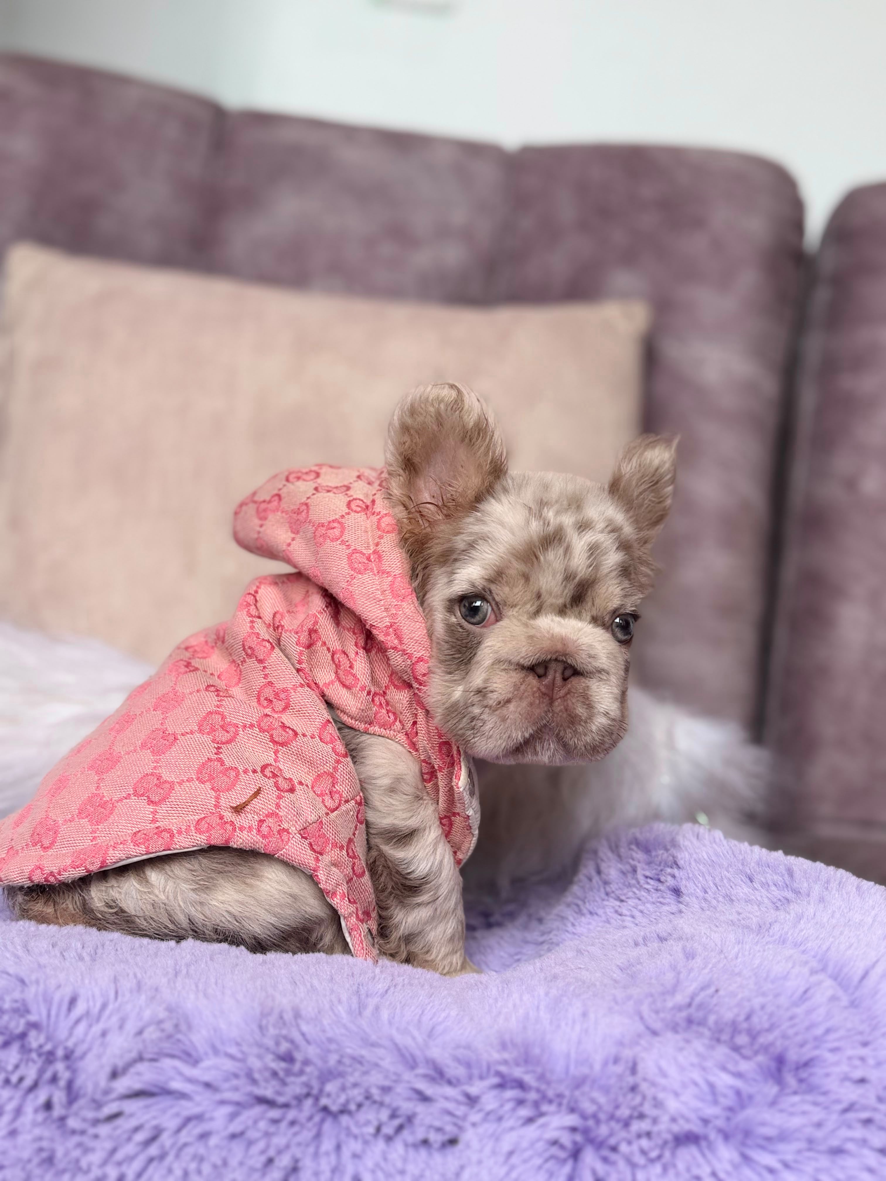 Frenchie hembrita Isabela merle AT fluffy Big Rope