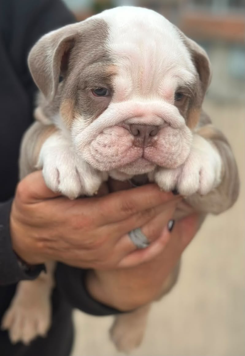 Bulldog Ingles Machito Lillac Tri