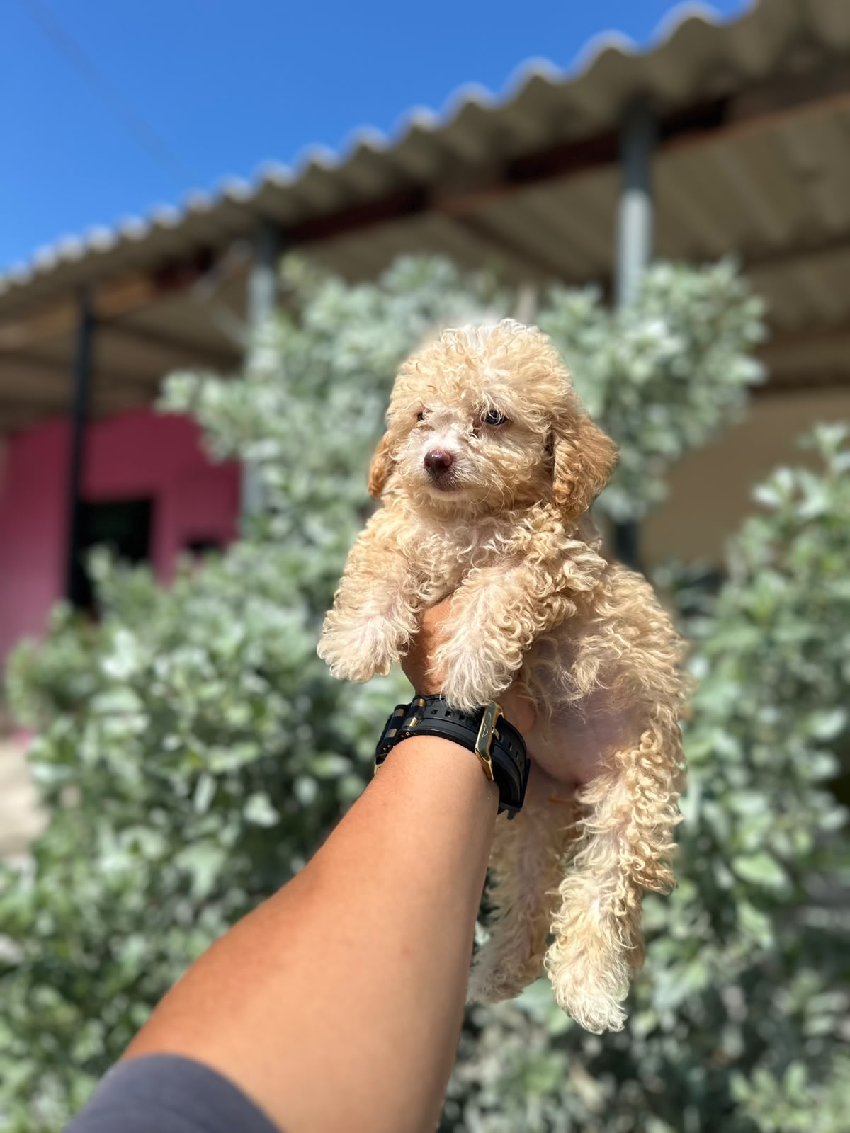 Caniche Toy Crema