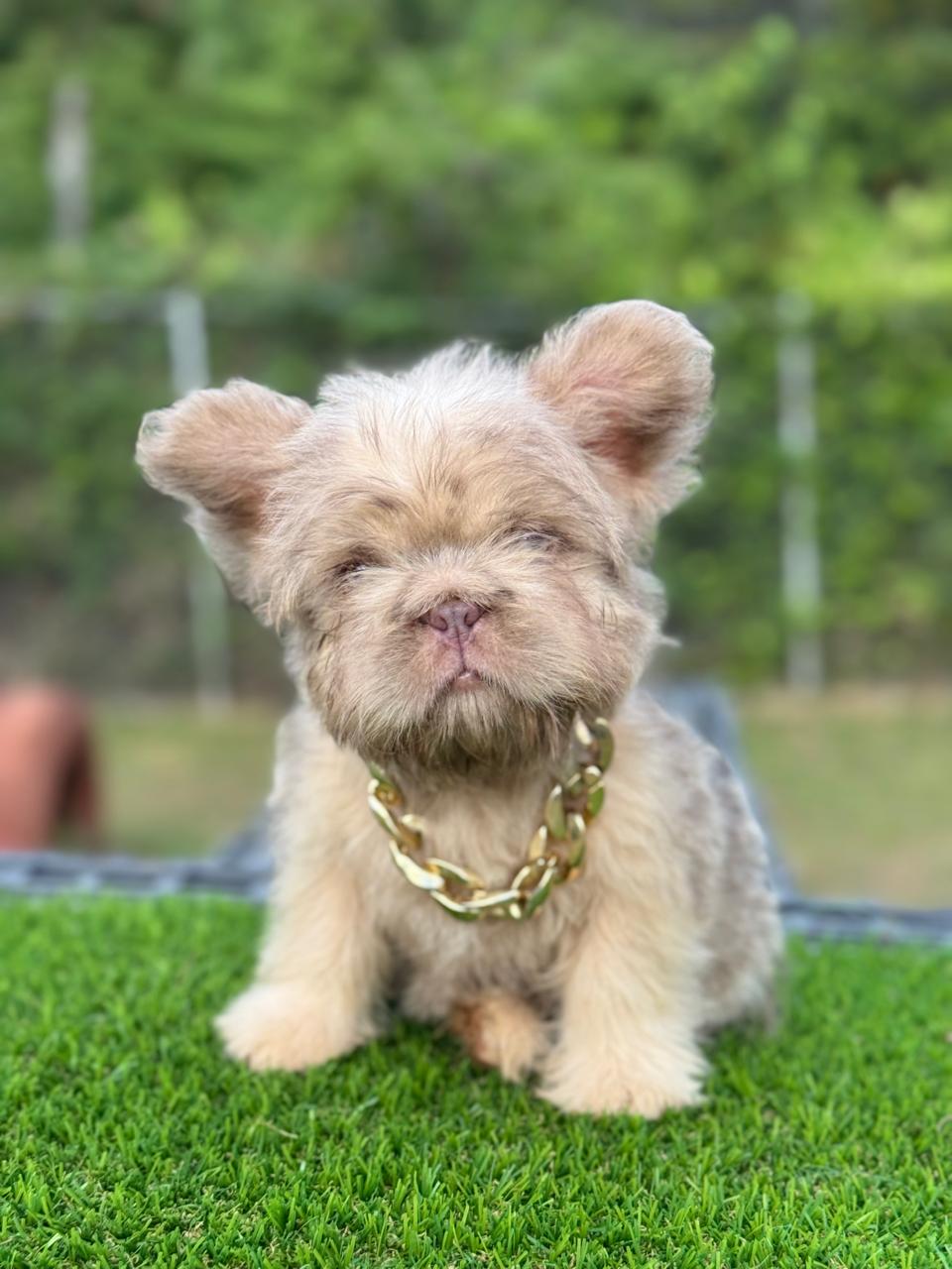 Frenchie Fluffy Lilac Hembrita