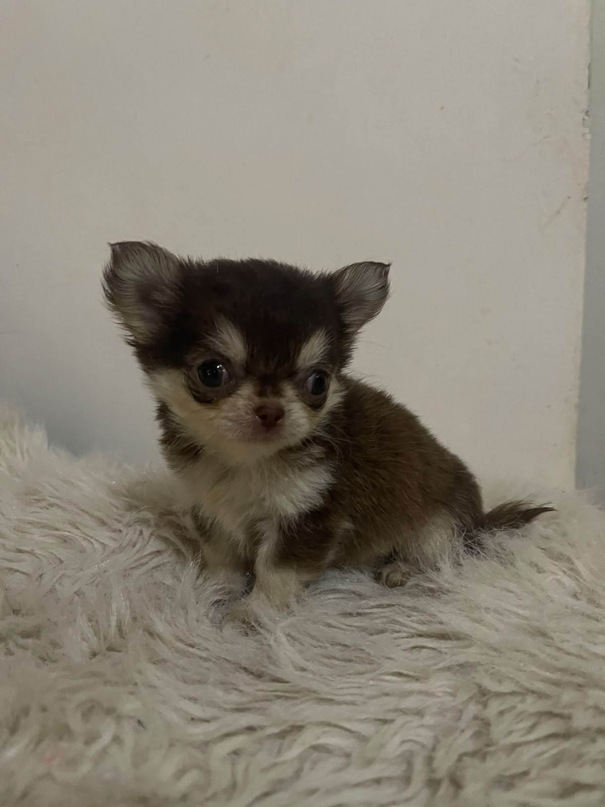 Chihuahua Chocolate And Tan (Tailandesa)