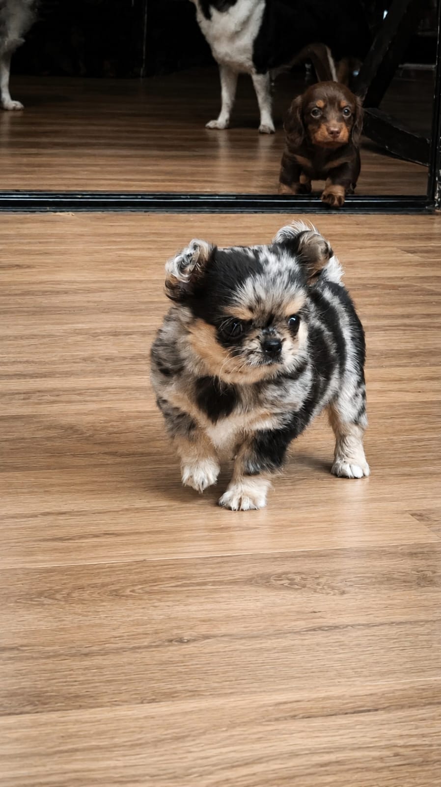Chihuahua Blue Merle PL